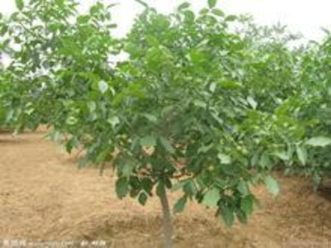 苹果树/核桃树/柿子树/杏树/梨树/樱桃树（3-20cm）