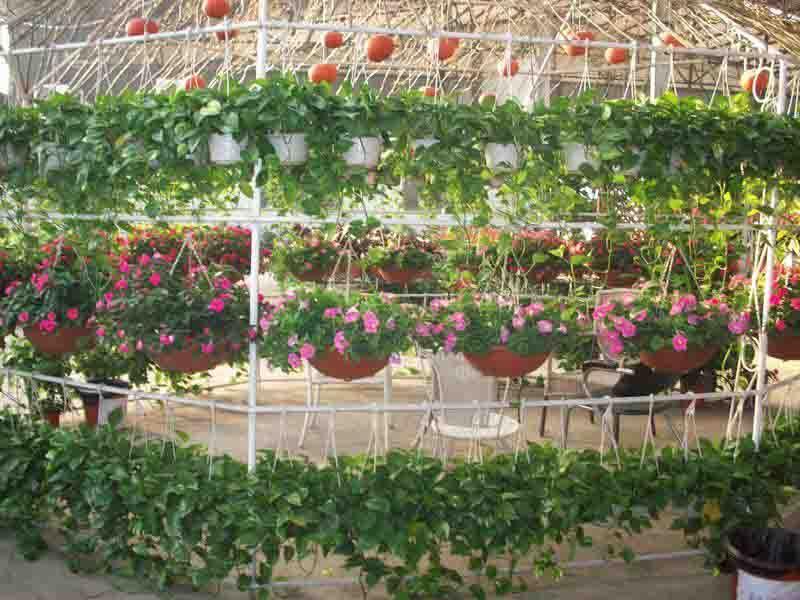 出售各种花草树木、盆栽、植物、花卉、苗木、花木(佛山）