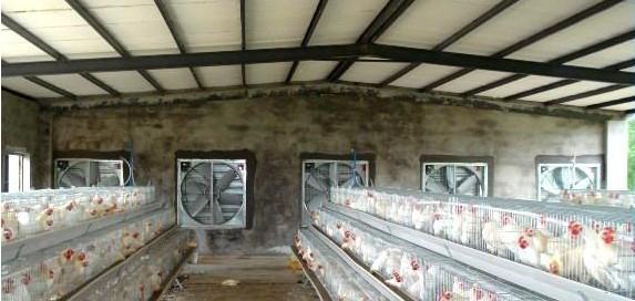 8203;新兴养鸡场养猪场通风降温设备