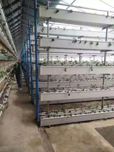温室立体种植蔬菜多层栽培架