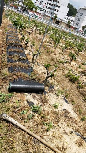 耐老化纯原料pp地布编织黑色果园防草布可以使用几年