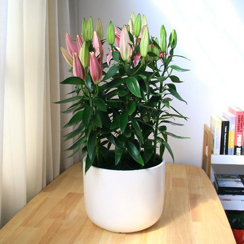 武汉植物租赁公司办公室内大型植物花卉盆栽出租养护