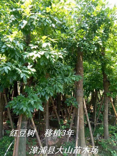 鄂西红豆树花榈木